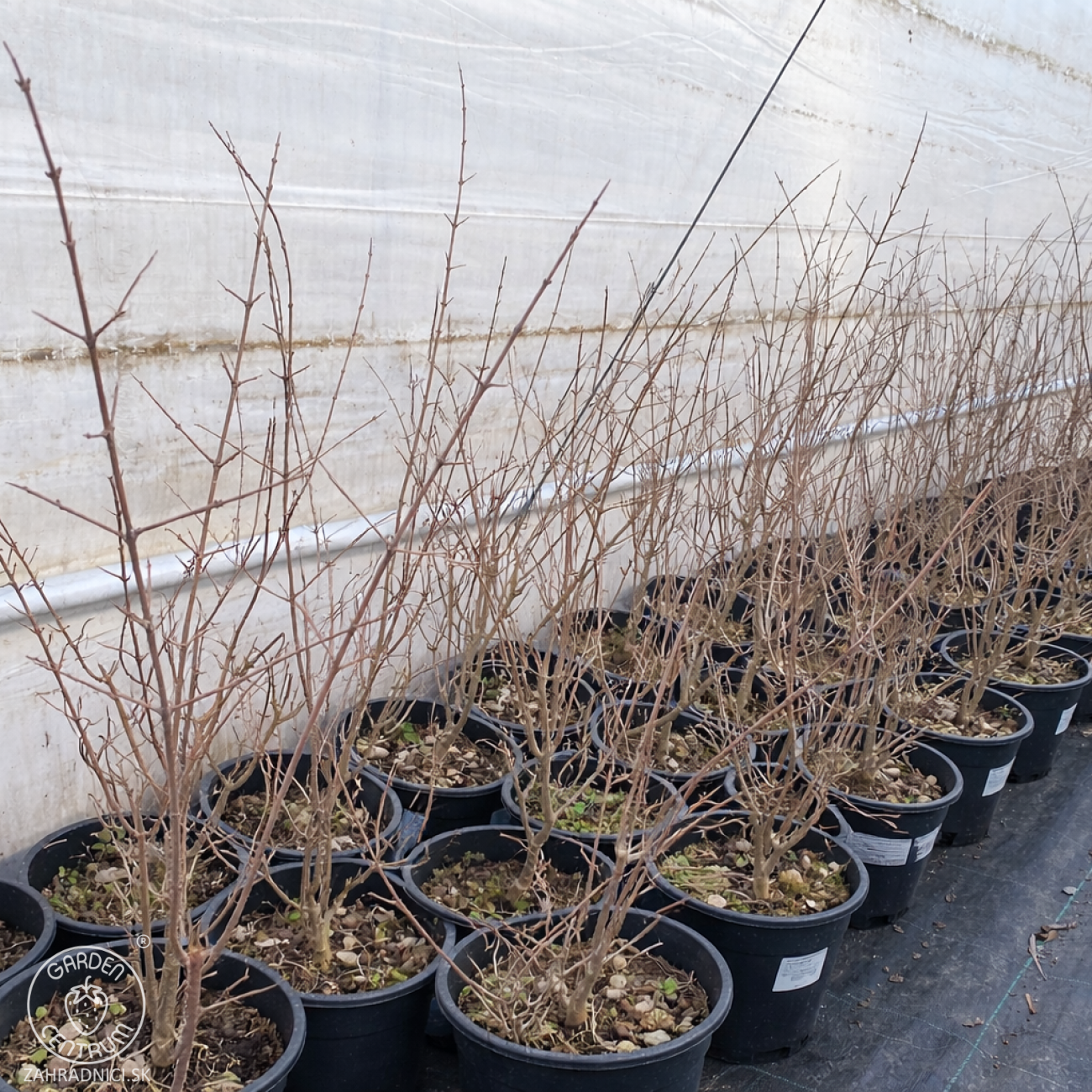 Obrázok Granátové jablko (Punica granatum) ´PUNICA GRANATUM SVERKRANNYI´ - výška 50-60 cm, kont. C3L (-18°C) (Ruský granátovník)